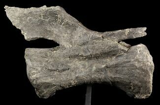 Long Diplodocus Vertebrae On Stand - Wyoming #51391