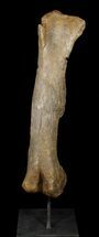 Hadrosaur Femur On Stand - Massive Dinosaur Bone #51394