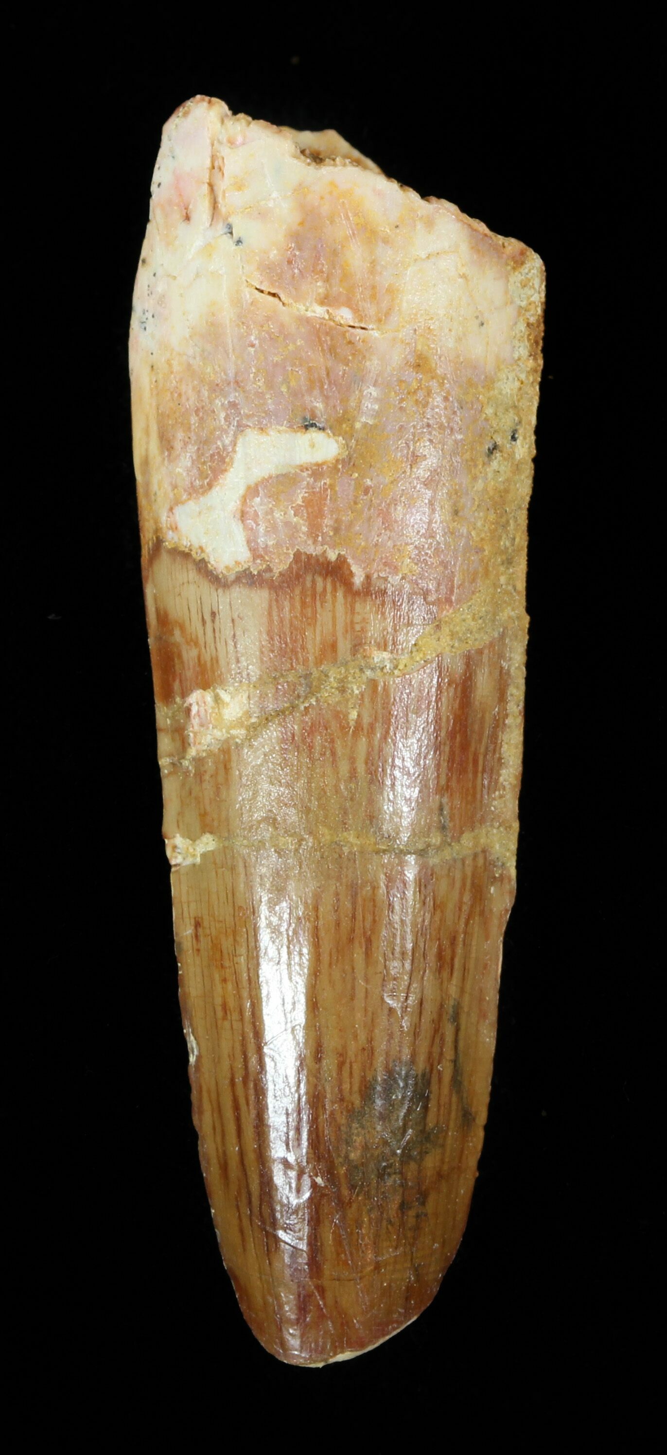 real spinosaurus tooth