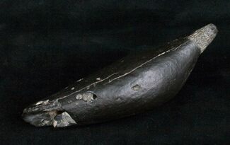 Large Fossil Sperm Whale Tooth - / (Miocene) #4702