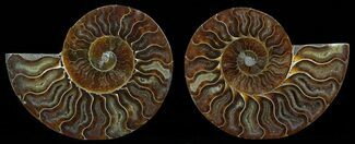 Polished Ammonite Pair - Cyber Monday Special! #51740