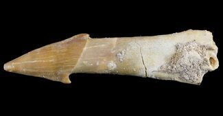 Cretaceous Sawfish (Onchosaurus) Rostral Barb/Tooth - #51915