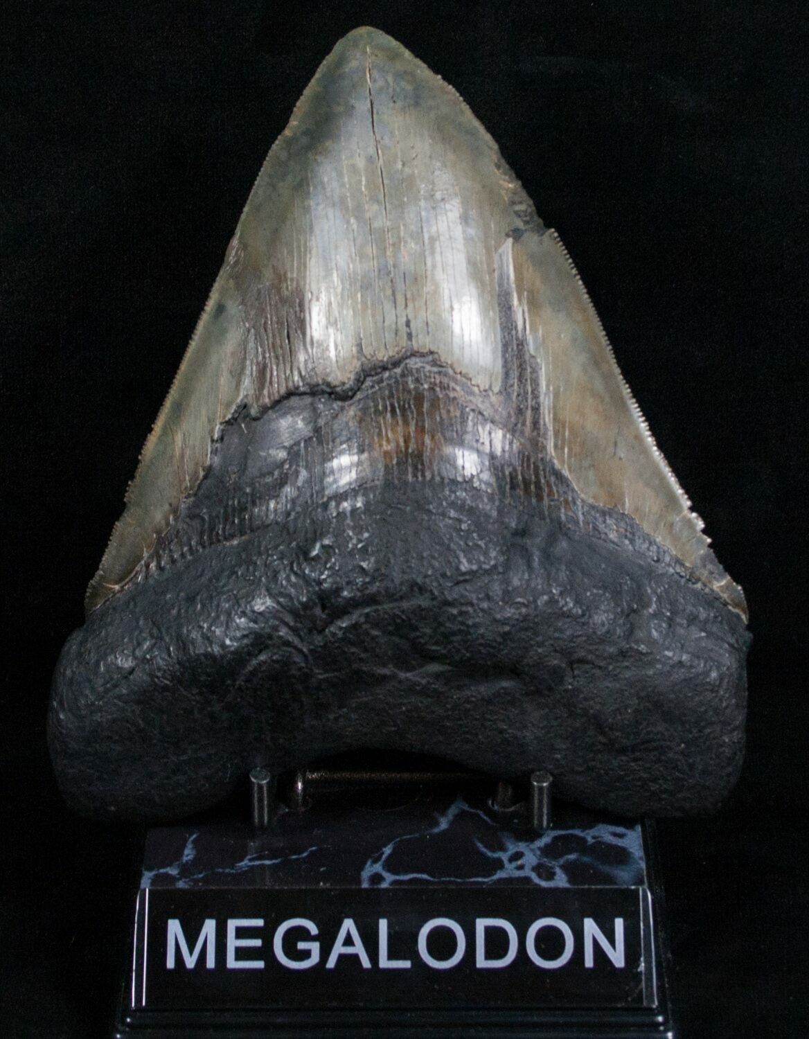 6 Inch Serrated Megalodon Tooth - Restored Root For Sale (#4707 ...