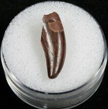 Unidentified Theropod Tooth From Morocco - #4735