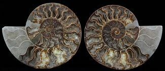 Cut & Polished Ammonite Fossil - Crystal Pockets #51240