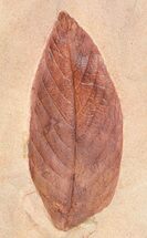 Red Fossil Leaf (Rhamnus?) - Montana #53282