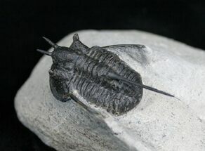 Cyphaspis Trilobite - Devil Horns #4570