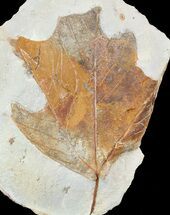 Insect Eaten Fossil Sycamore Leaf - Montana #53302