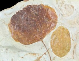 Fossil Leaves (Zizyphoides & Dogwood) - Montana #53303