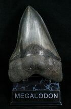 Killer Megalodon Tooth - Serrated #4767