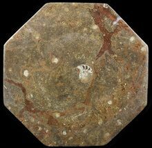 Octagon Shaped Tray/Platter with Orthoceras & Goniatite Fossils #53107