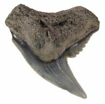 Colorful Fossil Tiger Shark (Galeocerdo) Tooth - Virginia #53511