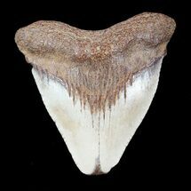 Juvenile Megalodon Tooth - Virginia #53496