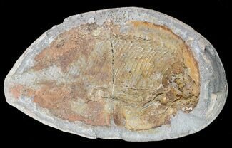 Triassic Fossil Fish (Pteronisculus?) In Nodule - Madagascar #53665