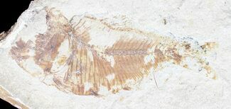 Cretaceous Fossil Fish (Diplomystus) - Lebanon #53946