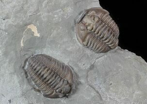 Pair of Nice Flexicalymene Trilobites In Shale - Ohio #52673