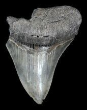 Sharp, Partial, Fossil Megalodon Tooth #52991
