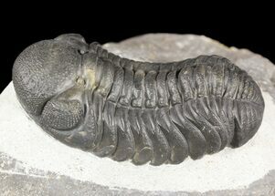 Nice, Austerops Trilobite - Morocco #54346