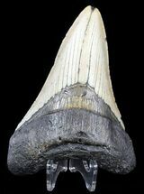 Very Thick, Megalodon Tooth - North Carolina #54765