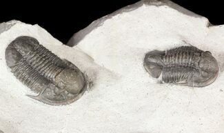 Pair Of Undescribed Proetid Trilobites From Jorf #54371