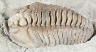 Prone Flexicalymene Trilobite In Shale - Ohio #52953