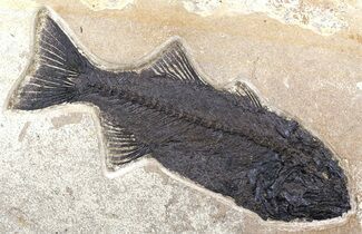 Monster, Mioplosus Fossil Fish - Wyoming #51338