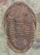 Ordovician Asaphellus Trilobite - Morocco #55150