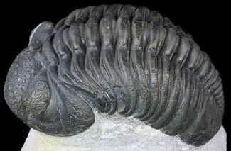 Bumpy Drotops Trilobite - Nice Preperation #55972