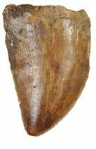 Juvenile Carcharodontosaurus Tooth - Cyber Monday Special! #55781