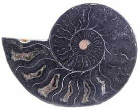 Black Ammonite (Half) - Unusual Coloration #55627