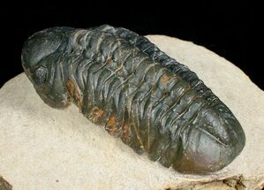 Prone Reedops Trilobite #4926