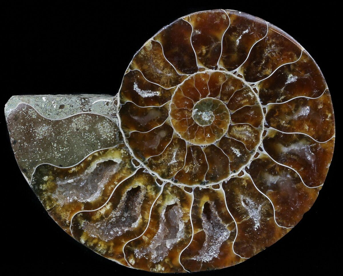 Аммонит отзывы. Ammonite Fossil. Аммонит сороконожка. Аммонит Reineckeia. Аммонит Уинслет.