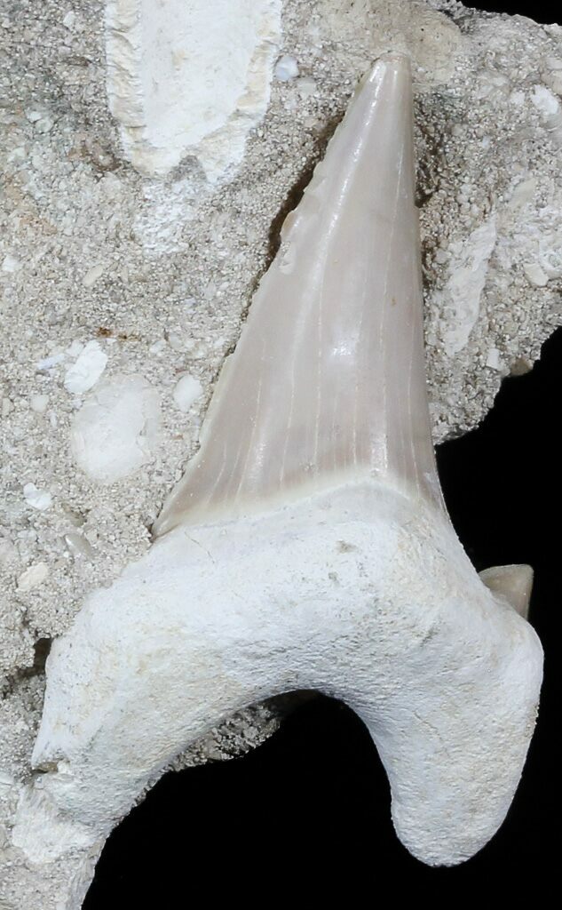 Dent n°2 Otodus Obliquus Fossile Eocène 
