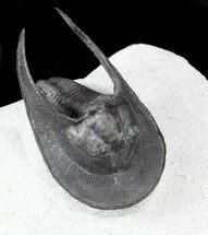 Scotoharpes Trilobite With Free-Standing Genals #56541