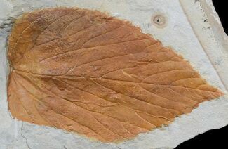 Large Fossil Hackberry Leaf - Montana #56669
