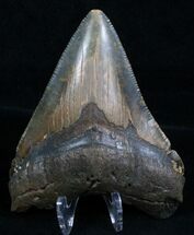 Nicely Shaped Inch Megalodon Tooth #4976