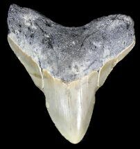 Megalodon Teeth For Sale - FossilEra.com