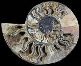 Split Black/Orange Ammonite (Half) - Unusual Coloration #55721