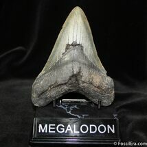 Ferocious Inch Georgia Megalodon Tooth #689