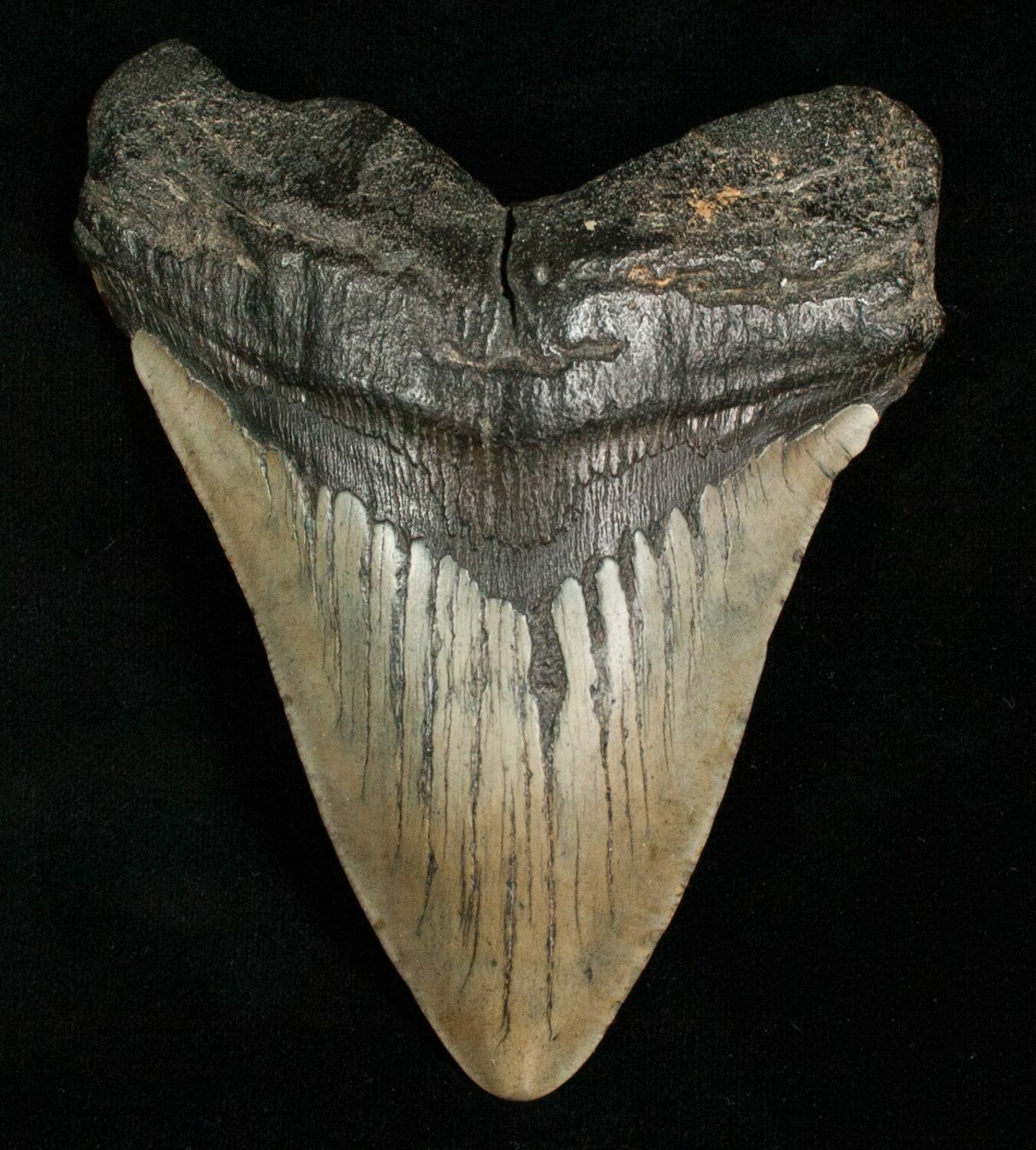 5.10 Inch Megalodon Tooth For Sale (#4991) - FossilEra.com