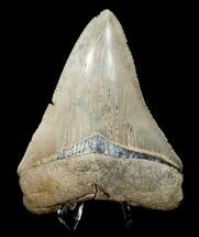 Very Sharp Megalodon Tooth #4979