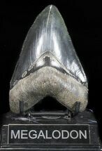 Fossil Megalodon Tooth - Collector Quality #57468