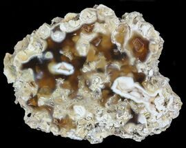Beautiful, Agatized Fossil Coral - Florida #57715