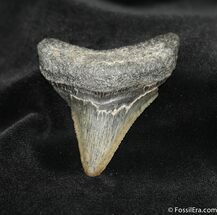 Inch Megalodon Tooth - Georgia #697