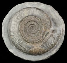 Large, Dactylioceras Ammonite In Concretion #57898