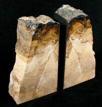 Oregon Petrified Wood Bookends - Oak #5049