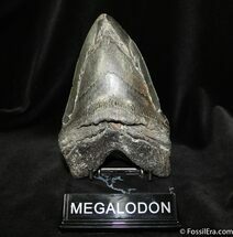 Beastly Megalodon Tooth A Hair Shy Of Inches #704