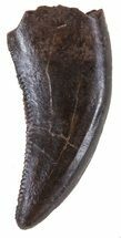 ceratosaurus tooth for sale