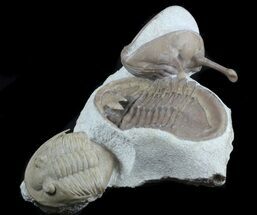Rare Leningradites + Two Asaphus Kowalewskii Trilobites #58733