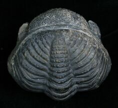 Enrolled Drotops Megalomanicus Trilobite #5096